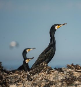 Kormoran (Phalacrocorax carbo) oli 2025. aasta Eesti lind, olles järjekorras 31. aasta lind. Ta on olnud probleemse kuulsusega lind juba ajast, kui ta Eestimaal