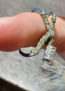 Linnud on imelised ja väga huvitavad elusolendid, mis on üks põhjustest, miks siinse töö autorile ornitoloogia väga meeldib. Käesolev uurimistöö põhineb Vaibla 